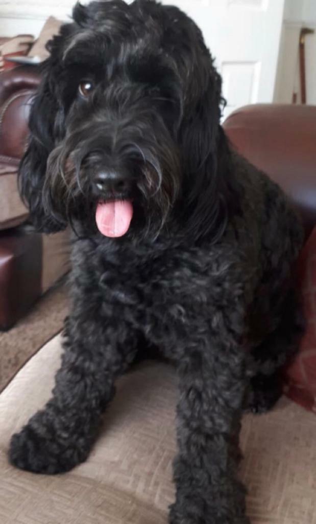 f2 cockapoo for sale